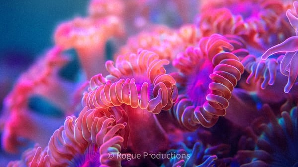 Premium reef photo 25