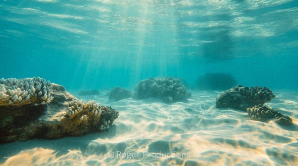 Premium reef photo 38
