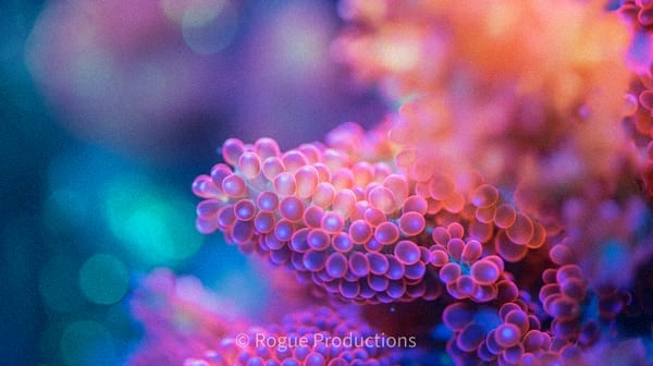 Premium reef photo 94