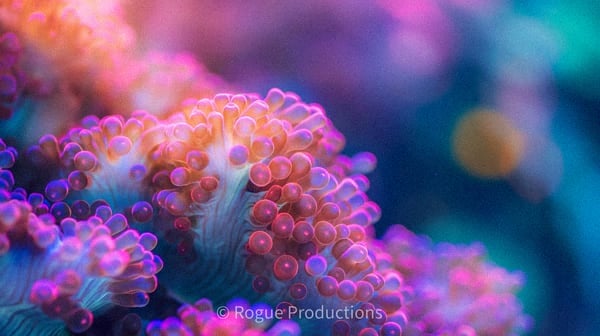 Premium reef photo 95